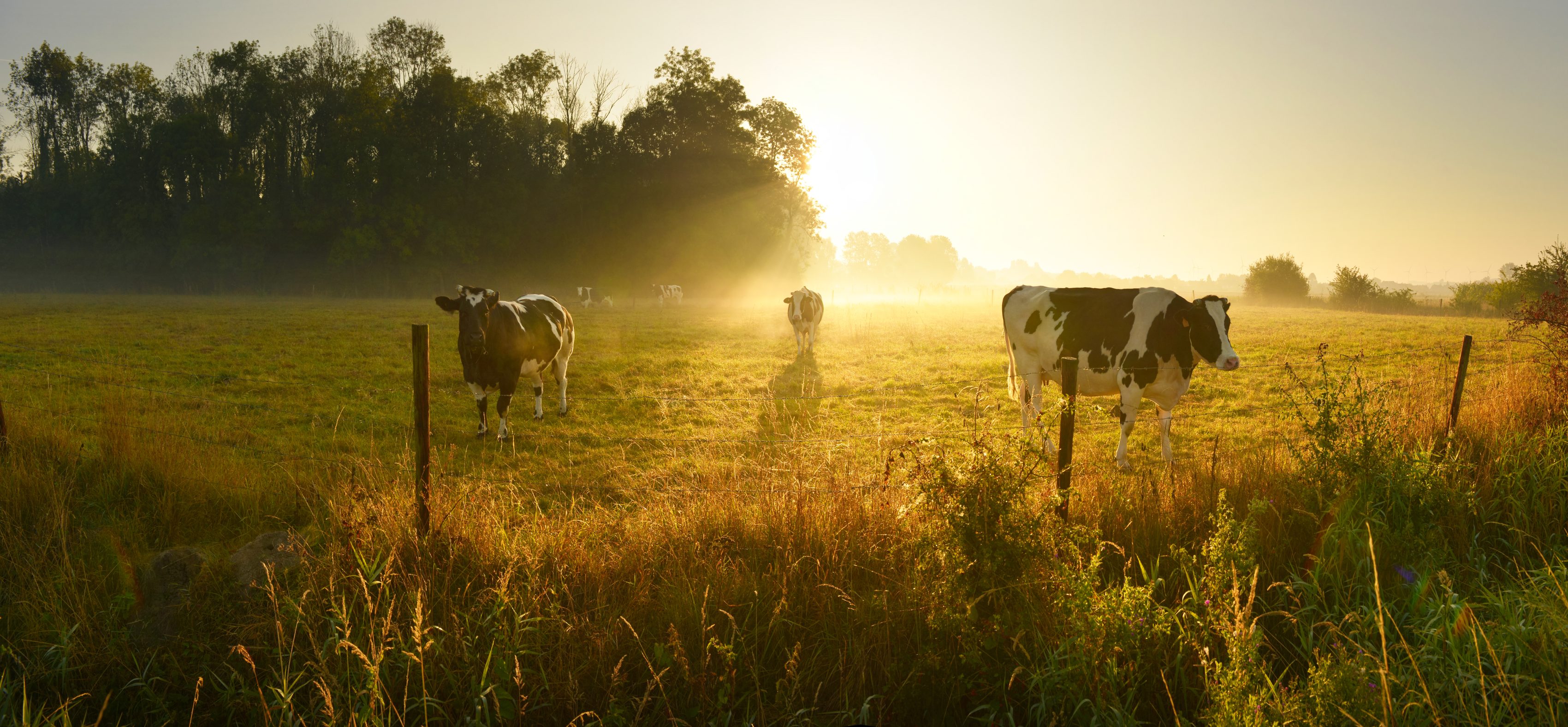 Vaches dans un champs