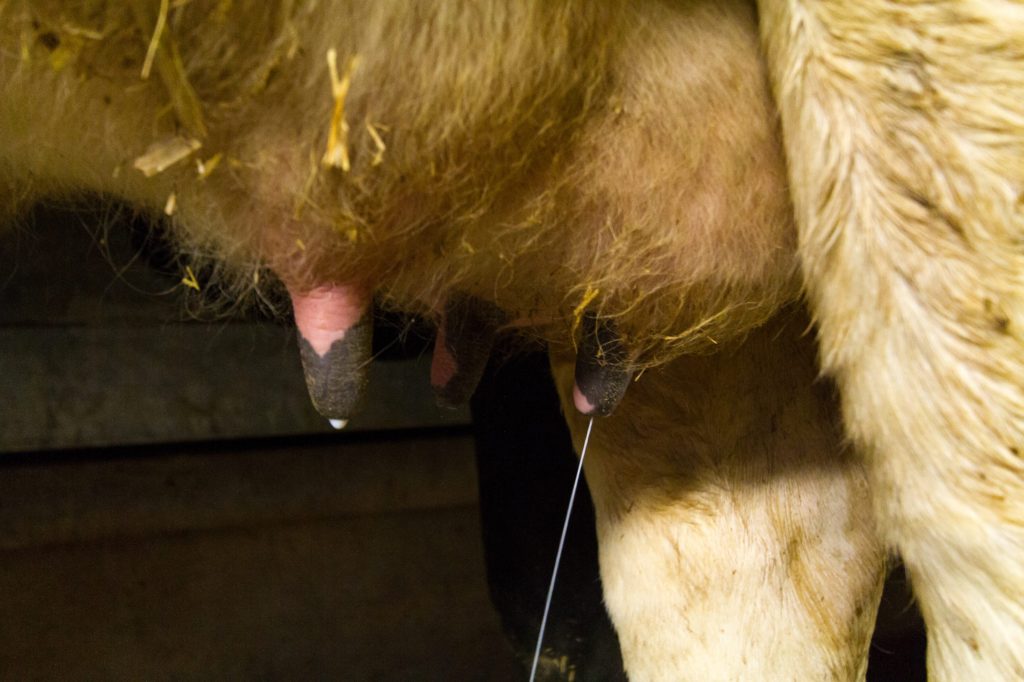 Pis de vaches laitières avec de la paille