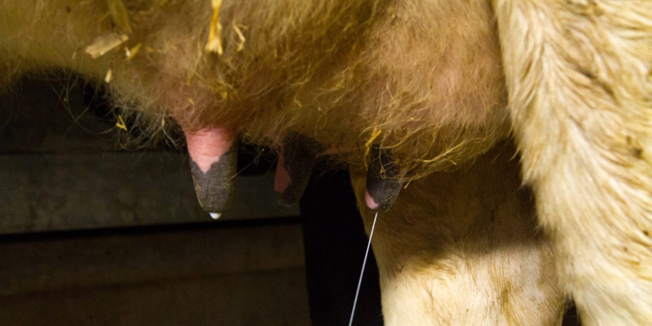 Pis de vaches laitières avec de la paille