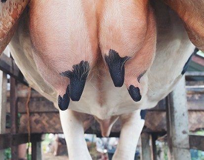 Mamelle vache laitiere de dos