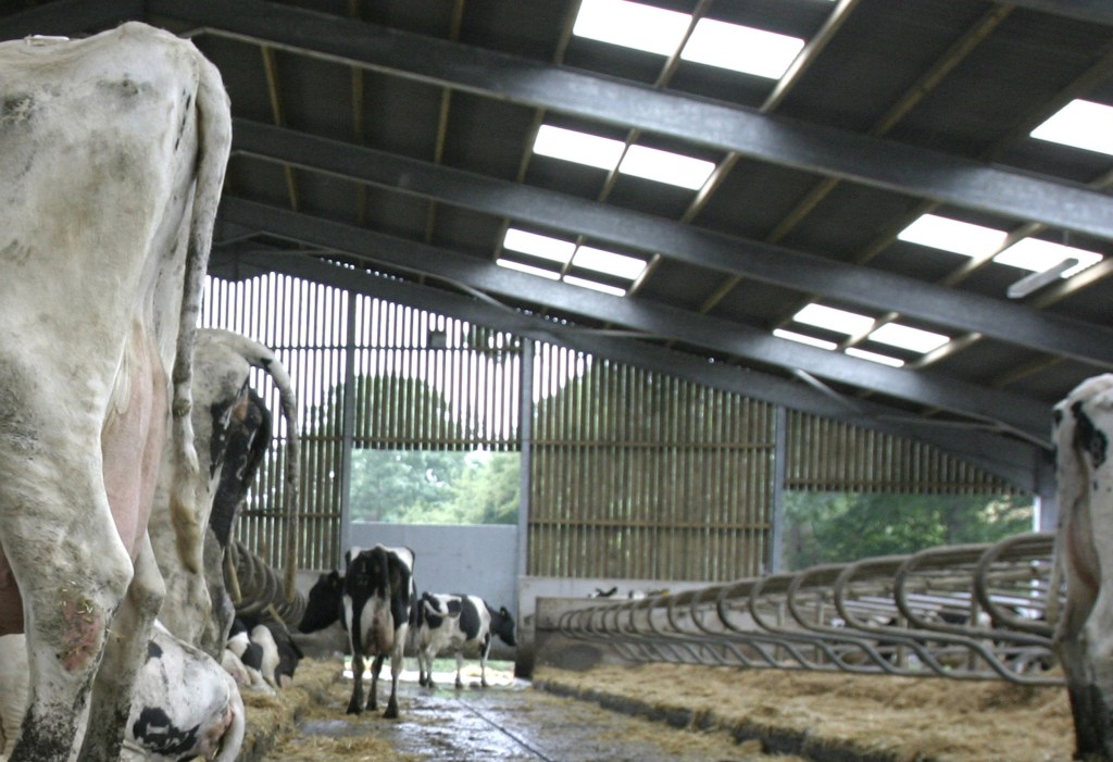 logettes vaches laitières