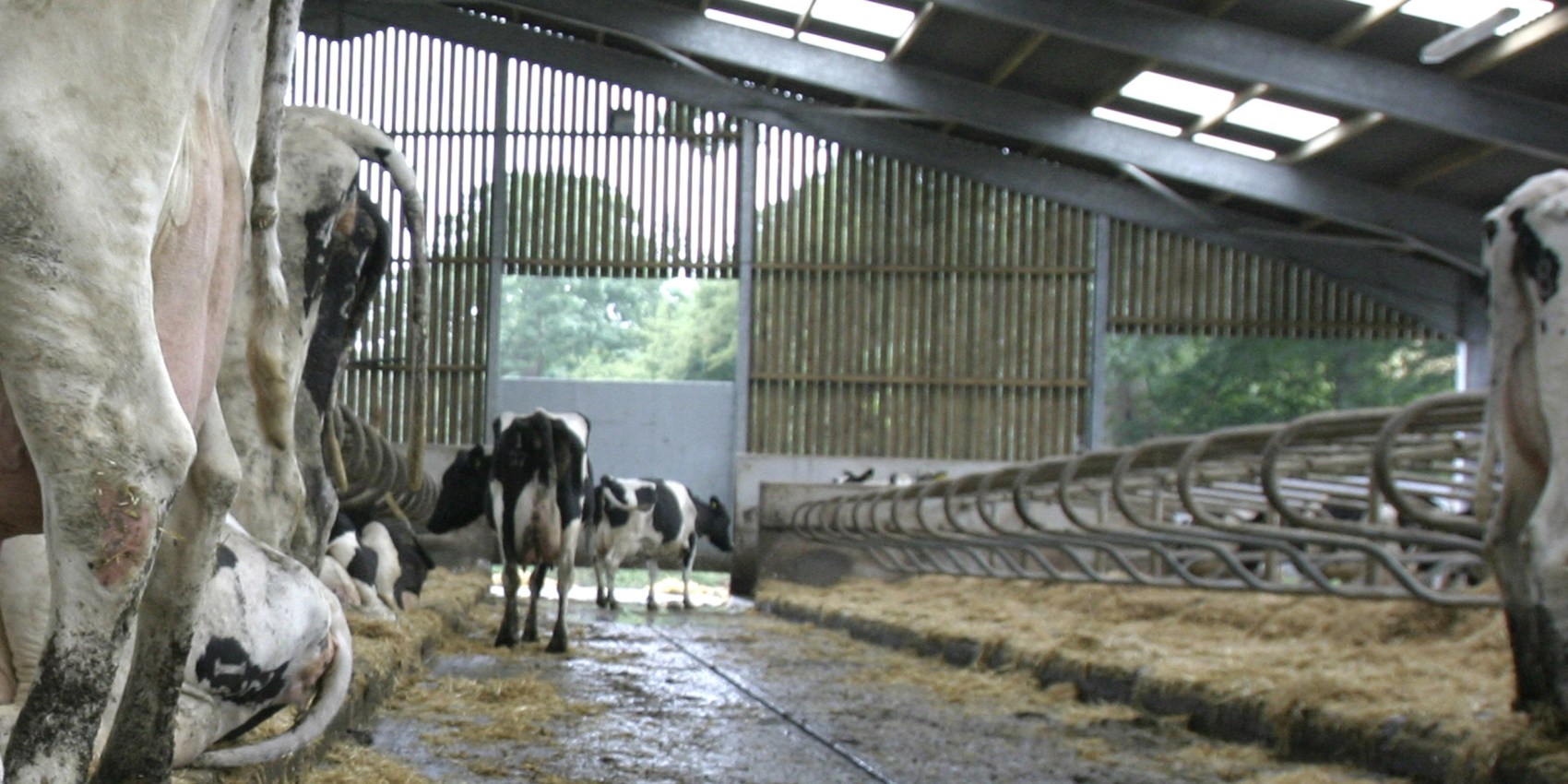 logettes-vaches-laitieres