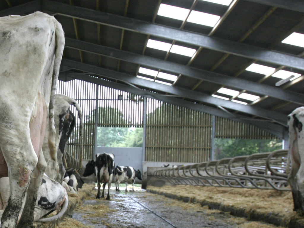 logettes-vaches-laitieres