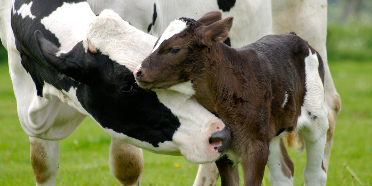 vache laitière avec son veau laitier non sevré