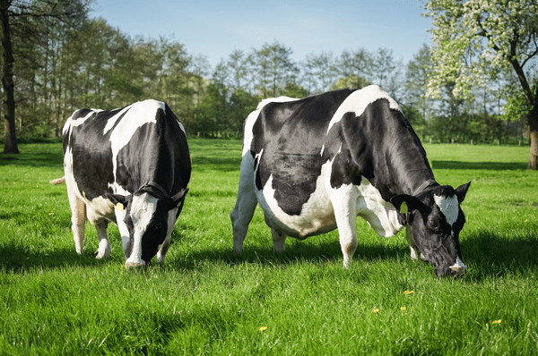 vache_laitiere_gestante