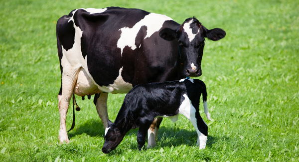 veau_vache