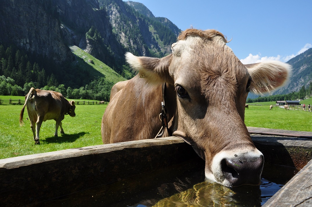 vache-abreuvoir-soif