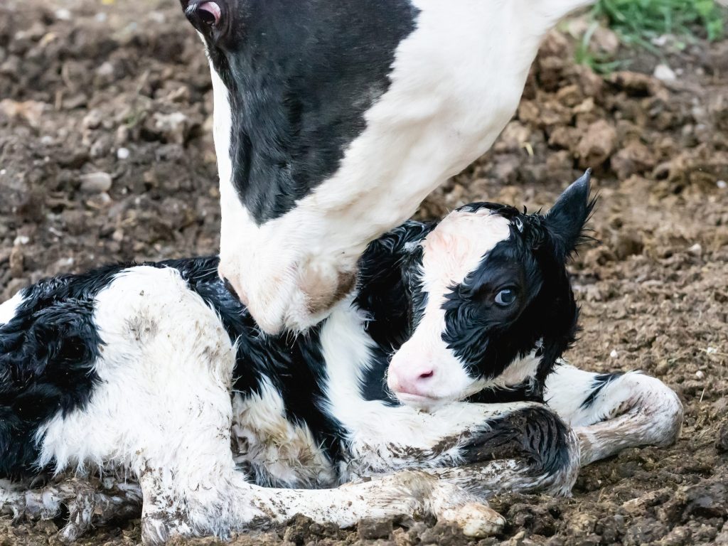veau à la naissance léché par sa mère