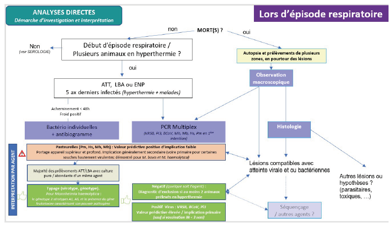 Proposition d’interprétation des analyses directes de 1ère intention lors d’épisode respiratoire en associant des analyses complémentaires 