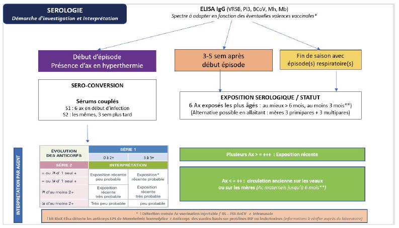 Proposition d’investigations sérologiques en début ou fin d’épisode ou saison respiratoire pour évaluer l’exposition / statut du troupeau 