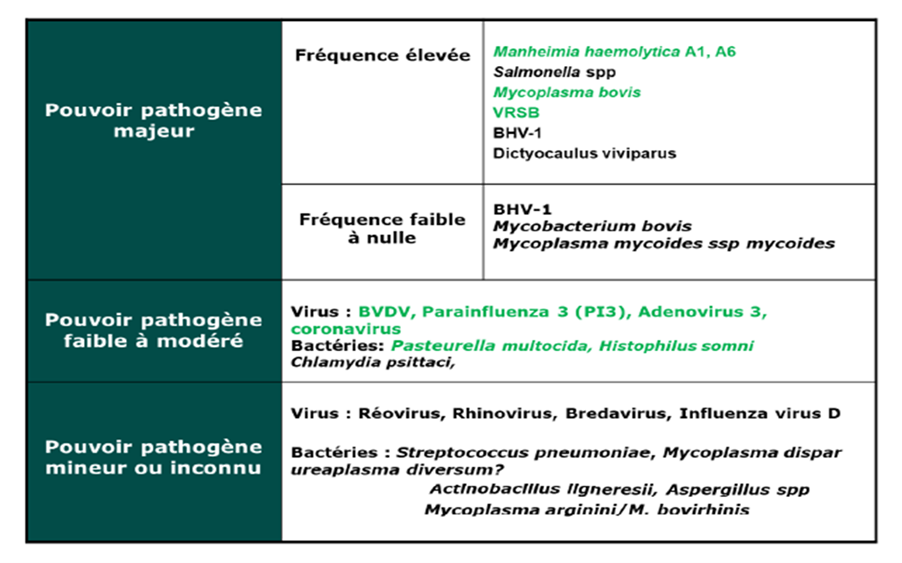 Tableau pouvoir pathogène des différents agents respiratoires bovins démontré lors d’infections expérimentales